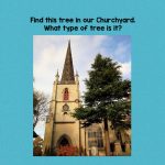 churchyard-tree